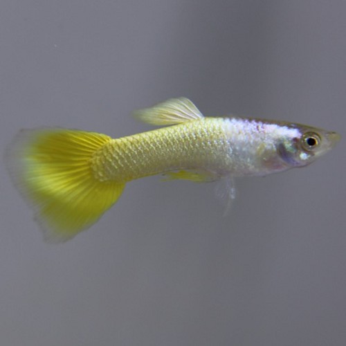 Poecilia reticulatus - Guppy male german jaune